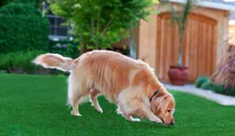 Artificial turf for pets